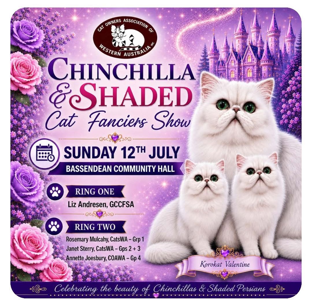 Chinchilla and Shaded Cat Fanciers Show